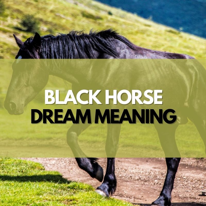 Znaczenie i interpretacja snu czarny koń