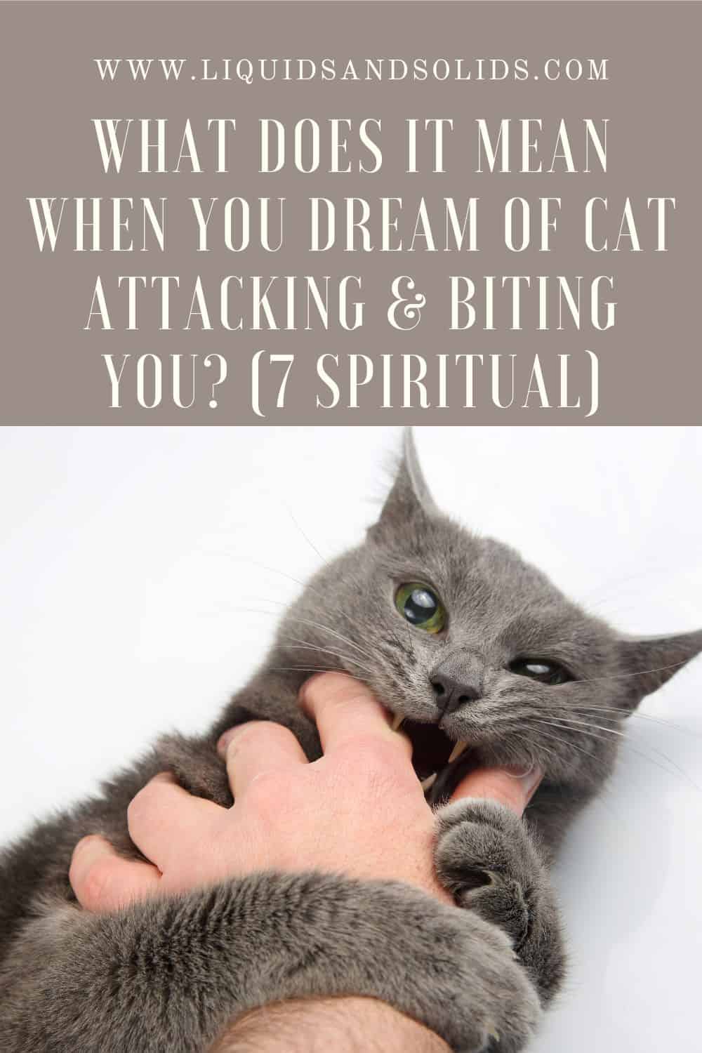 Znaczenie snu atakujący mnie kot