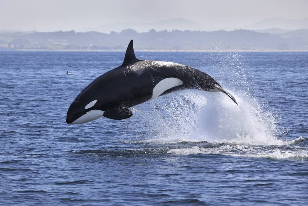 Sen o wielorybach zabójcach znaczenie & symbolika
