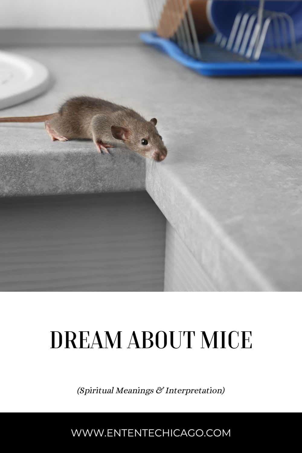 Znaczenie snów o myszach i szczurach