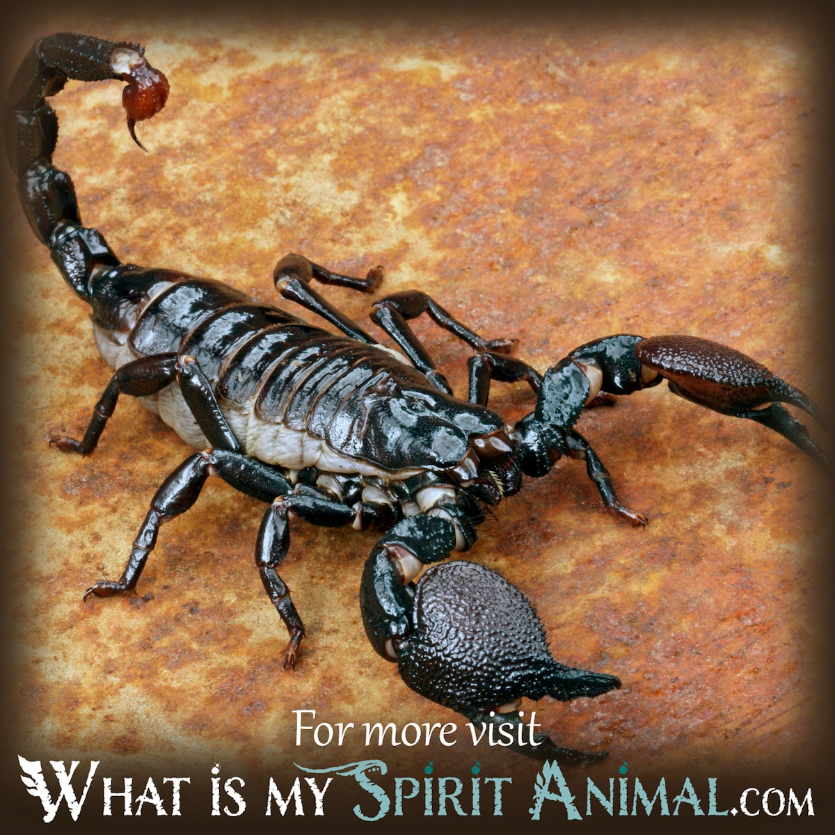 Znaczenie i symbolika snu skorpion