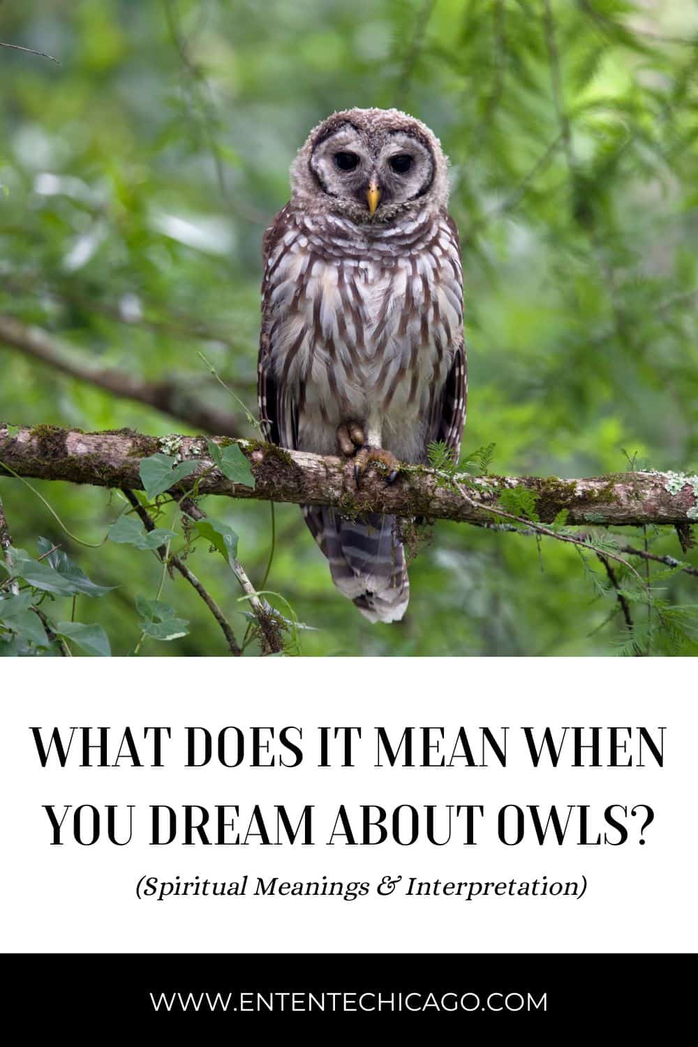 Co oznaczają sowy we śnie?