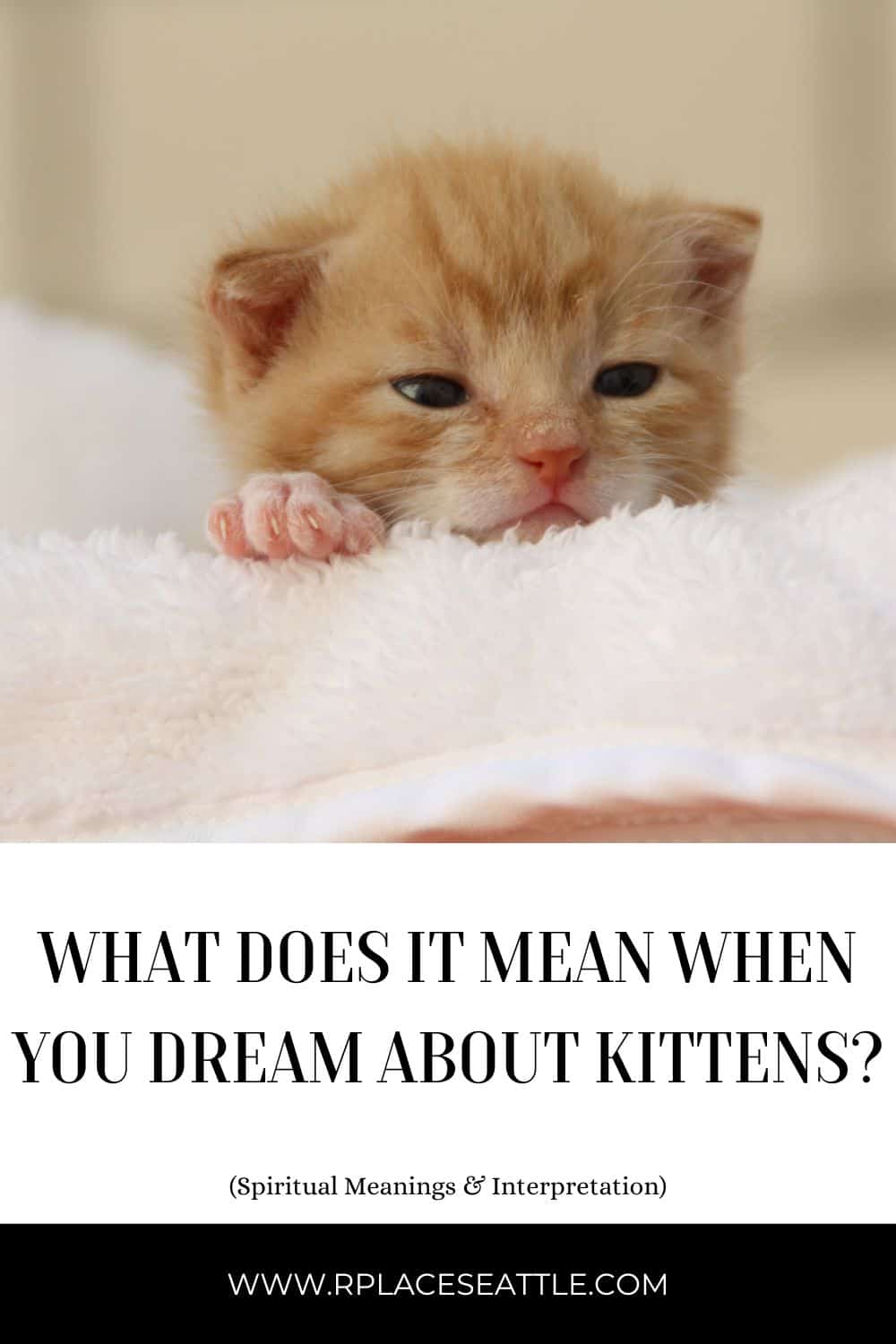 Co to znaczy śnić o kociętach?